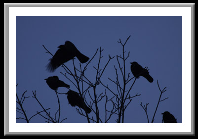 Crows in Flight